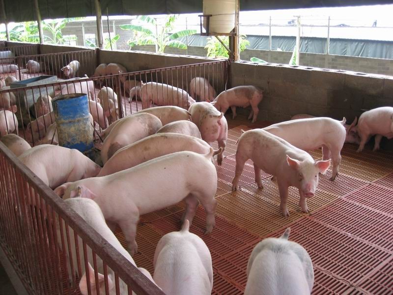 養(yǎng)豬場(chǎng)溫度計(jì) 養(yǎng)豬場(chǎng)溫度計(jì)