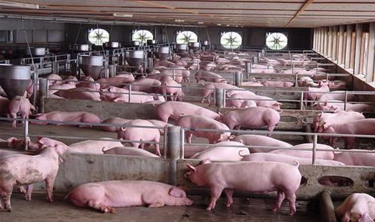 豬舍溫度計(jì).jpg 豬舍溫度計(jì).jpg