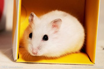 倉鼠飼養(yǎng)也需要保溫箱溫度計