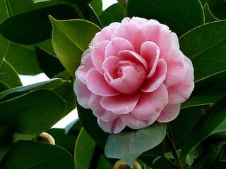 艷麗的山茶花也需要溫度計(jì)